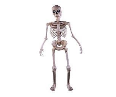 [29004754] ESQUELETO ARNOLD 204CM C/1 UN