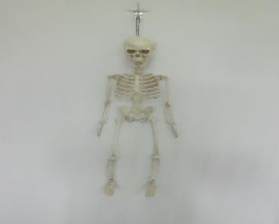 [29005017] ESQUELETO ARTICULADO CHARLIE 75CM C/1 UN